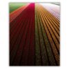 TULIPS VELD